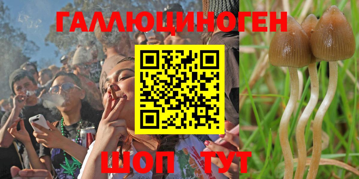 Псилоцибиновые грибы мицелий  Псилоцибиновые грибы GOLDEN TEACHER  Луга  Вход с VPN 